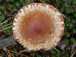 Tricholoma vaccinum, top of the cap with fibers on the surface spreading as the cap expands.